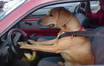 Две собаки научились водить в Новой Зеландии