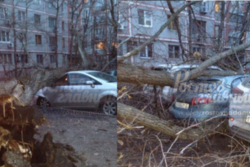 В Ростове упавшее дерево смяло два автомобиля‍ на улице Зорге