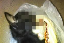 В Ростове девушка зверски задавила котенка на глазах у детей‍
